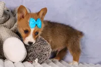  Benji🐾🐶, a female Pembroke Welsh Corgi for sale in Fresno, OH – 5 of 8
