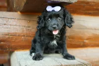 Raya🎀, a female Cavapoo for sale in Fresno, OH – 9 of 10