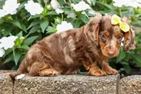 Ike💙, a male Miniature Dachshund for sale in Fresno, OH – 4 of 10