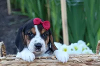 Cody 🐾🐶 , a male Beagle for sale in Fresno, OH – 2 of 10