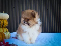  Marco 🐶, a male Pomeranian for sale in Fresno, OH – 5 of 10