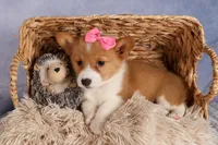  Bella💕🐶, a female Pembroke Welsh Corgi for sale in Fresno, OH – 10 of 10