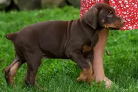 Gus 🐾, a male Doberman Pinscher for sale in Fresno, OH – 4 of 8