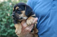 Ace 🐶✨, a male English Bulldog and Beagle for sale in Fresno, OH – 8 of 10