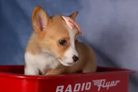   Carrie💕, a female Pembroke Welsh Corgi for sale in Fresno, OH – 10 of 10