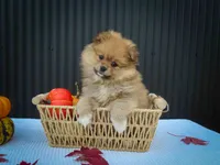 🐾 Meet Roxy — A Bouncy Little Ball of Fluff! 🐾, a male Pomeranian for sale in Fresno, OH – 1 of 10