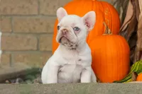  Reba 💕, a female French Bulldog for sale in Fresno, OH – 6 of 8