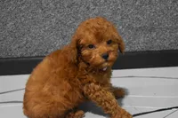 Loise, a female Poodle - Miniature  for sale in Fresno, OH – 8 of 10
