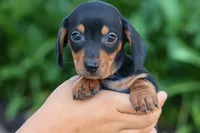 Zack, a male Miniature Dachshund for sale in Fresno, OH – 9 of 10