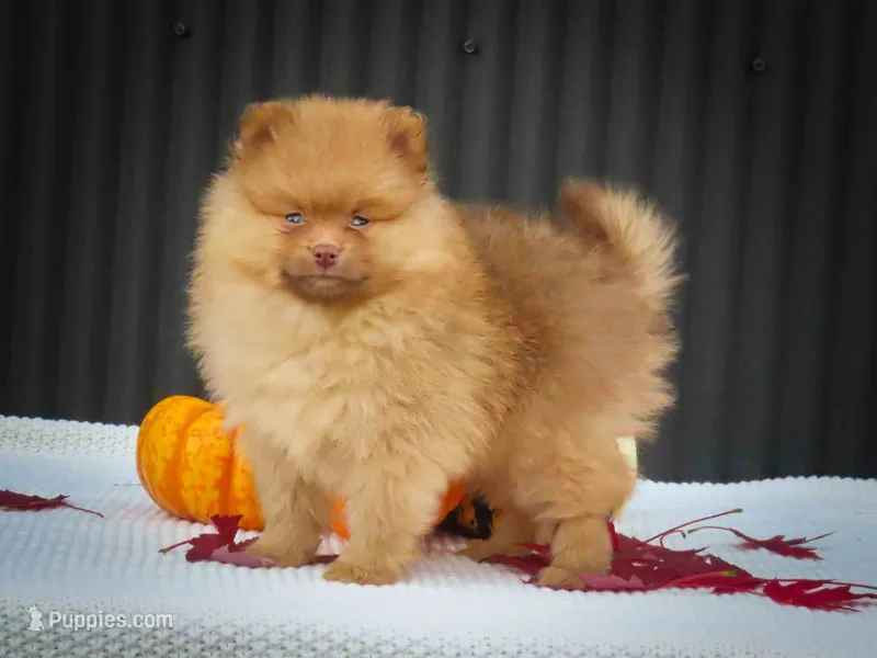 🐾 Meet Rosa — A Bouncy Little Ball of Fluff! 🐾 – Pomeranian puppy for sale in Fresno, OH