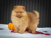 🐾 Meet Rosa — A Bouncy Little Ball of Fluff! 🐾, a male Pomeranian for sale in Fresno, OH – 1 of 10