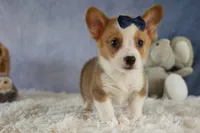 Zander 🐾, a male Pembroke Welsh Corgi for sale in Fresno, OH – 5 of 9