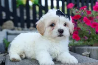 Bently 🐶, a male Bichon Frise and Shih Tzu for sale in Fresno, OH – 3 of 9