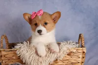  Bella💕🐶, a female Pembroke Welsh Corgi for sale in Fresno, OH – 9 of 10