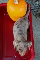   Zion🐶, a male Miniature Dachshund for sale in Fresno, OH – 7 of 9