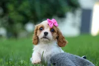  Nellie, a female Cavalier King Charles Spaniel for sale in Fresno, OH – 2 of 10