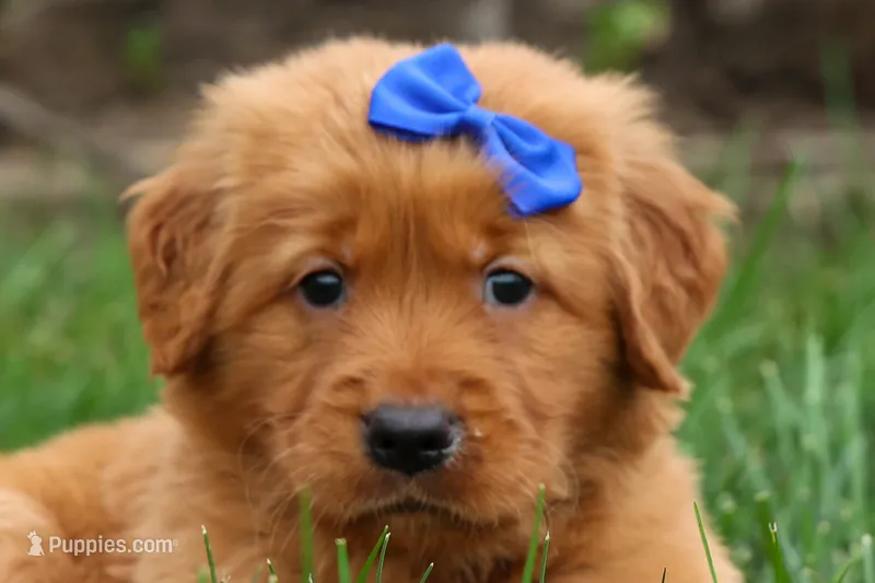  Quincy 🐶 – Golden Retriever puppy for sale in Fresno, OH