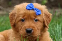  Quincy 🐶, a male Golden Retriever for sale in Fresno, OH – 5 of 10