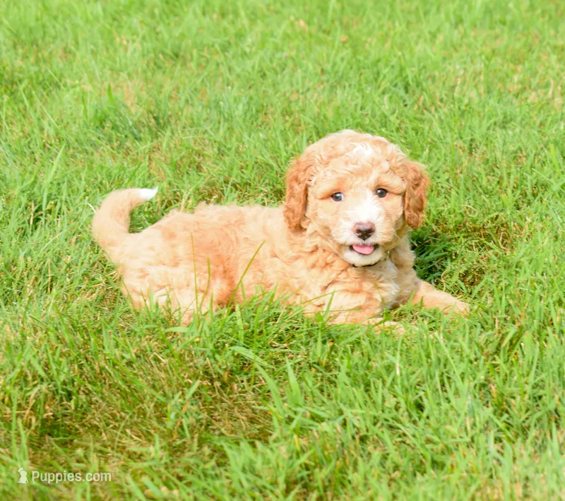 Stetson  – Maltipoo puppy for sale in Fresno, OH