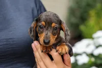 Holly 🌸, a female Miniature Dachshund for sale in Fresno, OH – 7 of 10