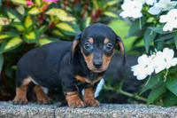 Zack, a male Miniature Dachshund for sale in Fresno, OH – 4 of 10