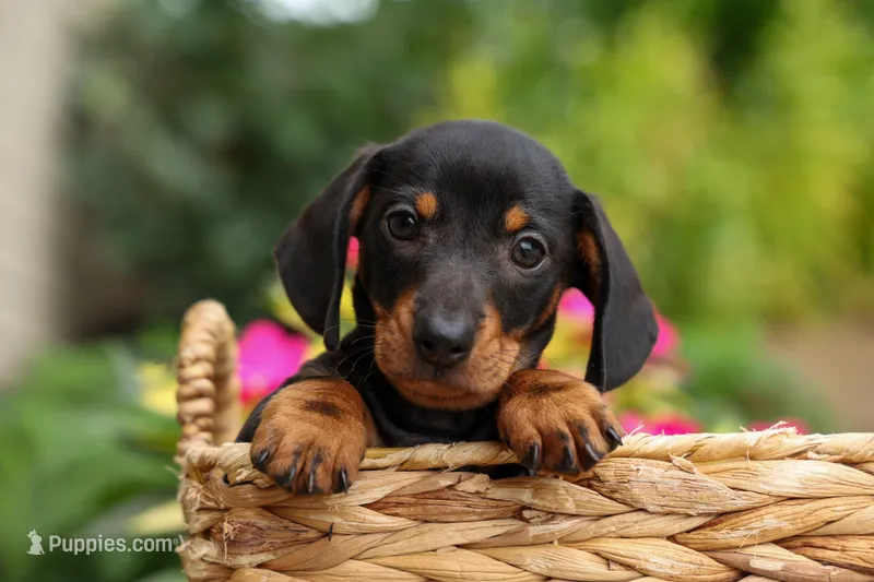 Houston🐾 – Miniature Dachshund puppy for sale in Fresno, OH