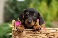Houston🐾, a male Miniature Dachshund for sale in Fresno, OH – 1 of 10