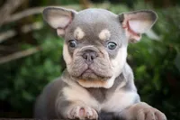 🐾 Meet Kingston, a male French Bulldog for sale in Fresno, OH – 2 of 10