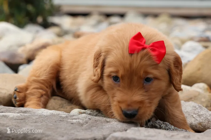  Quinton 🐾 – Golden Retriever puppy for sale in Fresno, OH