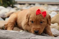 Quinton 🐾, a male Golden Retriever for sale in Fresno, OH – 5 of 8
