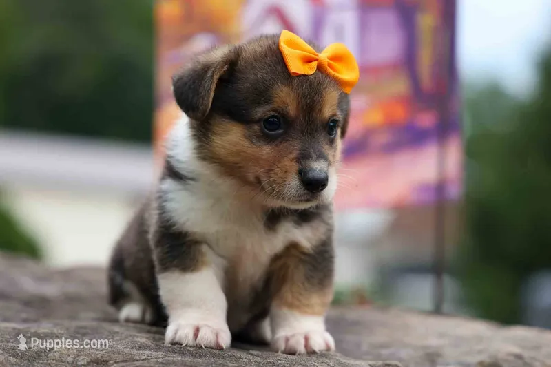   Victor🐾🐶 – Pembroke Welsh Corgi puppy for sale in Fresno, OH