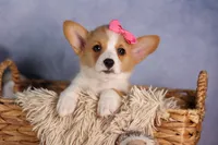 Callie💖, a female Pembroke Welsh Corgi for sale in Fresno, OH – 7 of 10