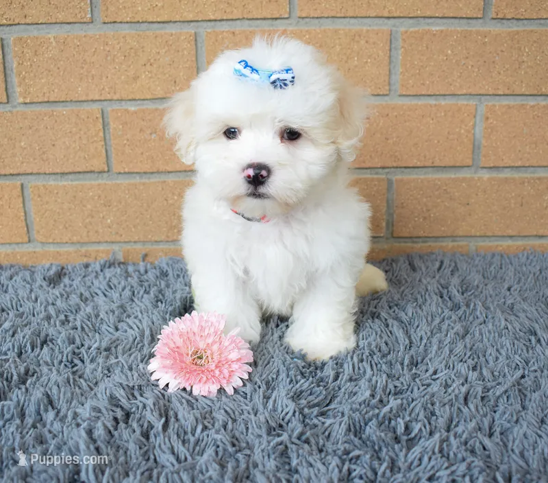Baxter 🐶 – Maltese puppy for sale in Fresno, OH