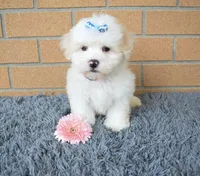 Baxter 🐶, a male Maltese for sale in Fresno, OH – 1 of 7
