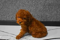 Loren, a male Poodle - Miniature  for sale in Fresno, OH – 4 of 9