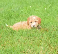Stetson , a male Maltipoo for sale in Fresno, OH – 2 of 5