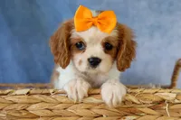  Nova, a female Cavalier King Charles Spaniel for sale in Fresno, OH – 6 of 10