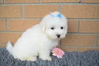 Blake 💙, a male Maltese for sale in Fresno, OH – 2 of 7