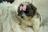 Rain🌸🐾, a female Cavapoo for sale in Fresno, OH – 10 of 10