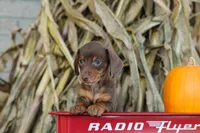  Zoey🎀, a female Miniature Dachshund for sale in Fresno, OH – 8 of 10