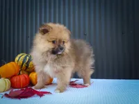 🐾 Meet Rambo — A Bouncy Little Ball of Fluff! 🐾, a male Pomeranian for sale in Fresno, OH – 9 of 10