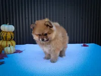  Max🐾, a male Pomeranian for sale in Fresno, OH – 6 of 10