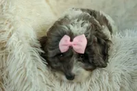 Rain🌸🐾, a female Cavapoo for sale in Fresno, OH – 7 of 10