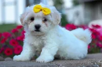 Bubbles 💕, a female Bichon Frise and Shih Tzu for sale in Fresno, OH – 2 of 10