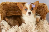 Yo-Yo 💕, a female Pembroke Welsh Corgi for sale in Fresno, OH – 1 of 9