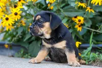Ace 🐶✨, a male English Bulldog and Beagle for sale in Fresno, OH – 9 of 10