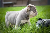 🐾 Meet Kingston, a male French Bulldog for sale in Fresno, OH – 10 of 10