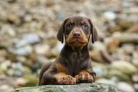 Griffin 🐶, a male Doberman Pinscher for sale in Fresno, OH – 6 of 10