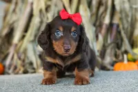 Zane🐾, a male Miniature Dachshund for sale in Fresno, OH – 6 of 10