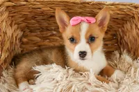 Yara ❤️, a female Pembroke Welsh Corgi for sale in Fresno, OH – 9 of 10